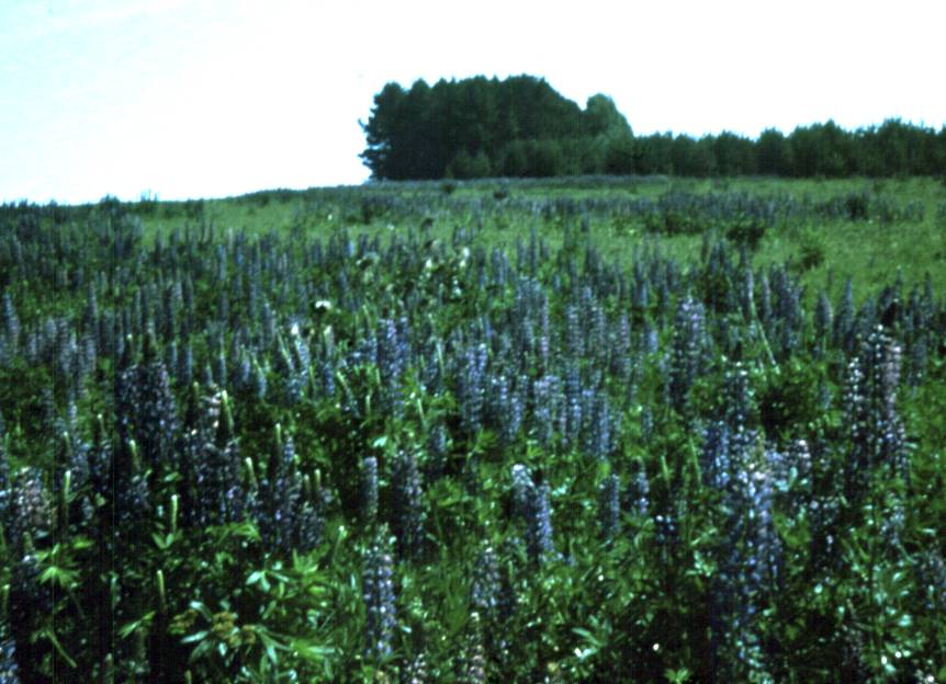 157.jpg