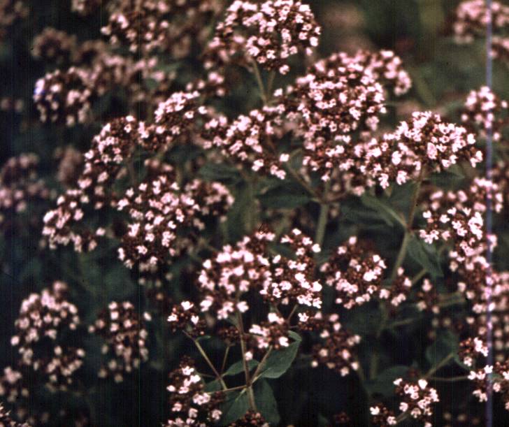 124.jpg