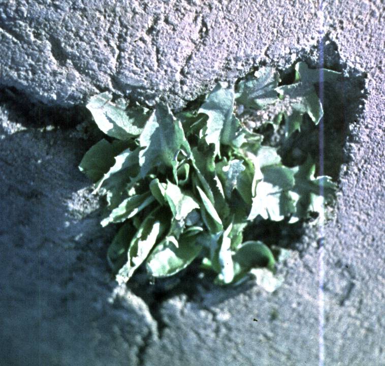 184-1.jpg