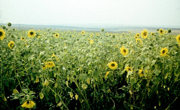 196-1.jpg