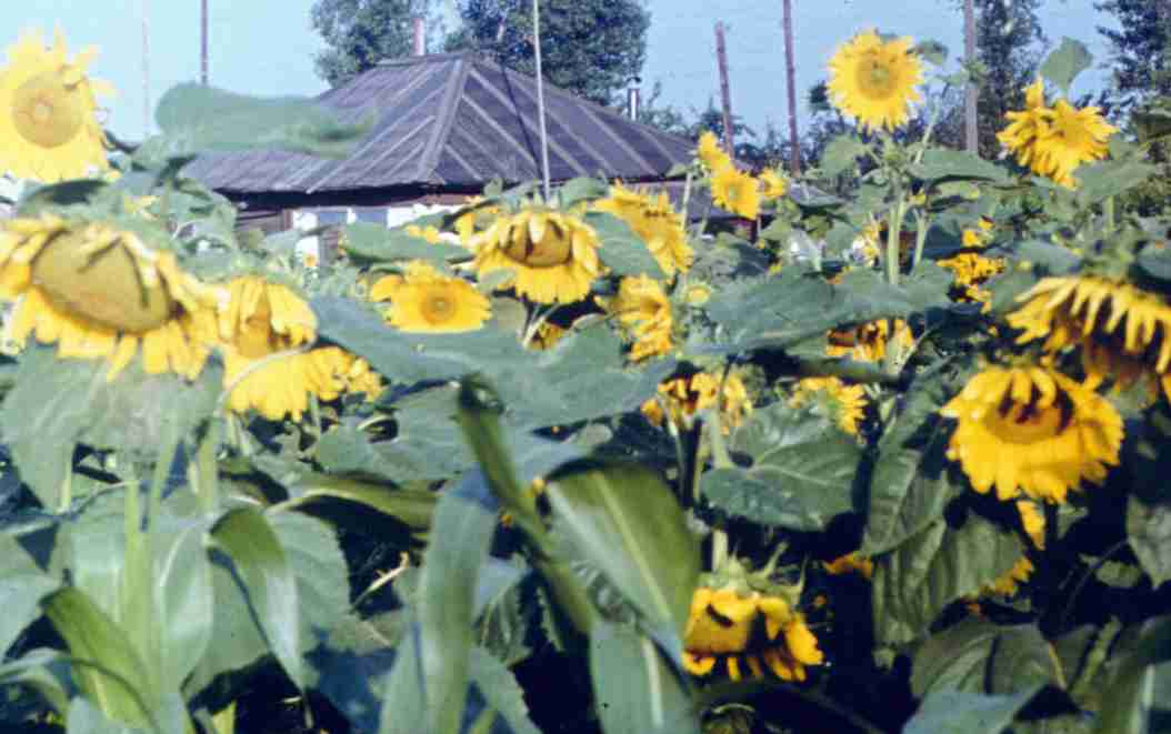 294.jpg