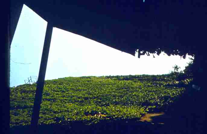 043-1.jpg