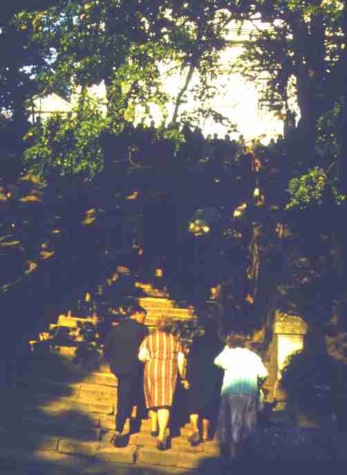 229.jpg