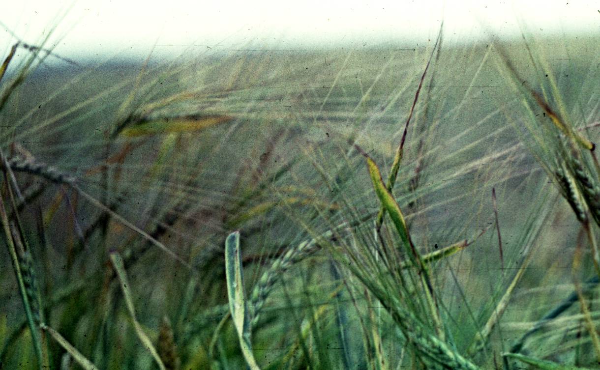 035.JPG