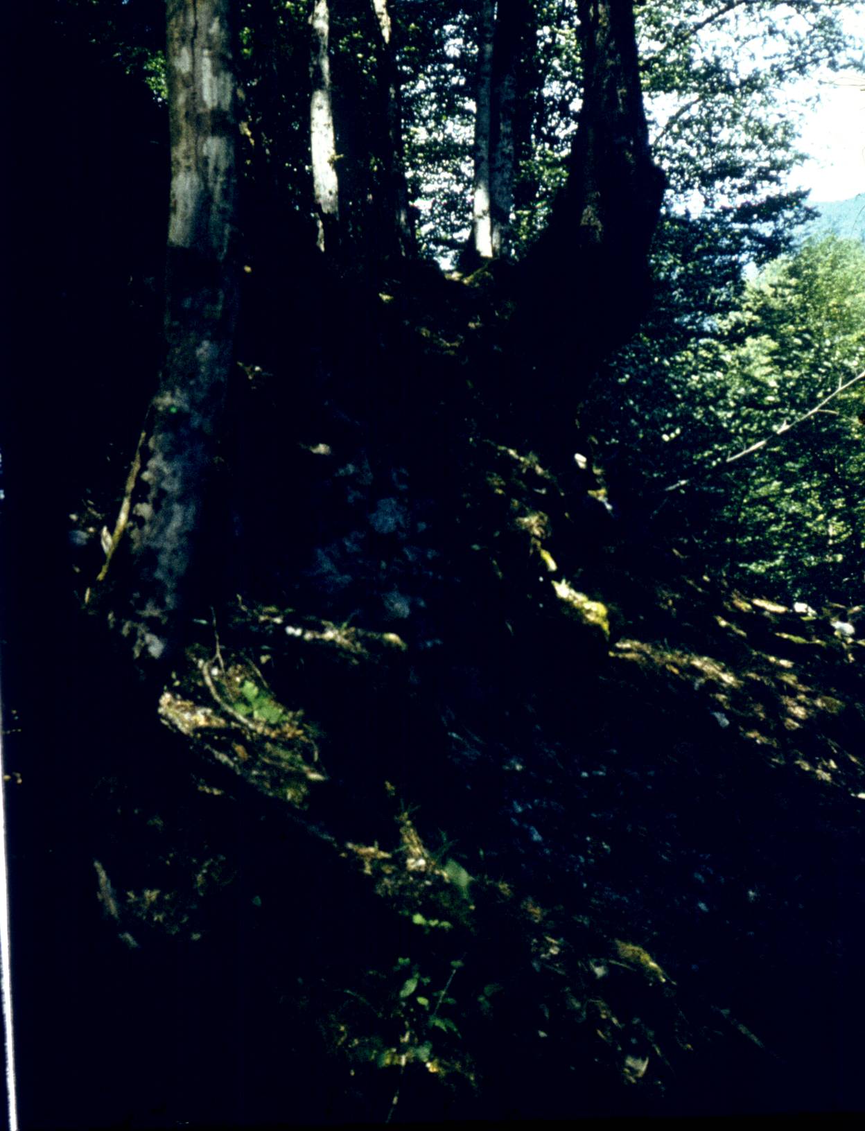 135-1.jpg
