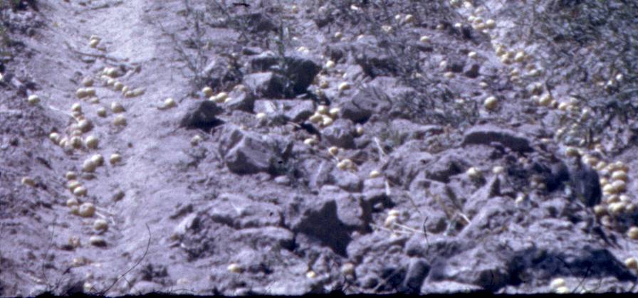 159-1.jpg