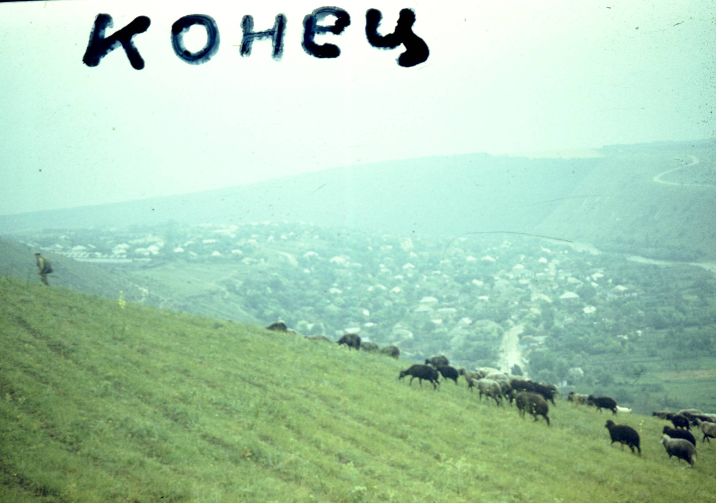 196.jpg
